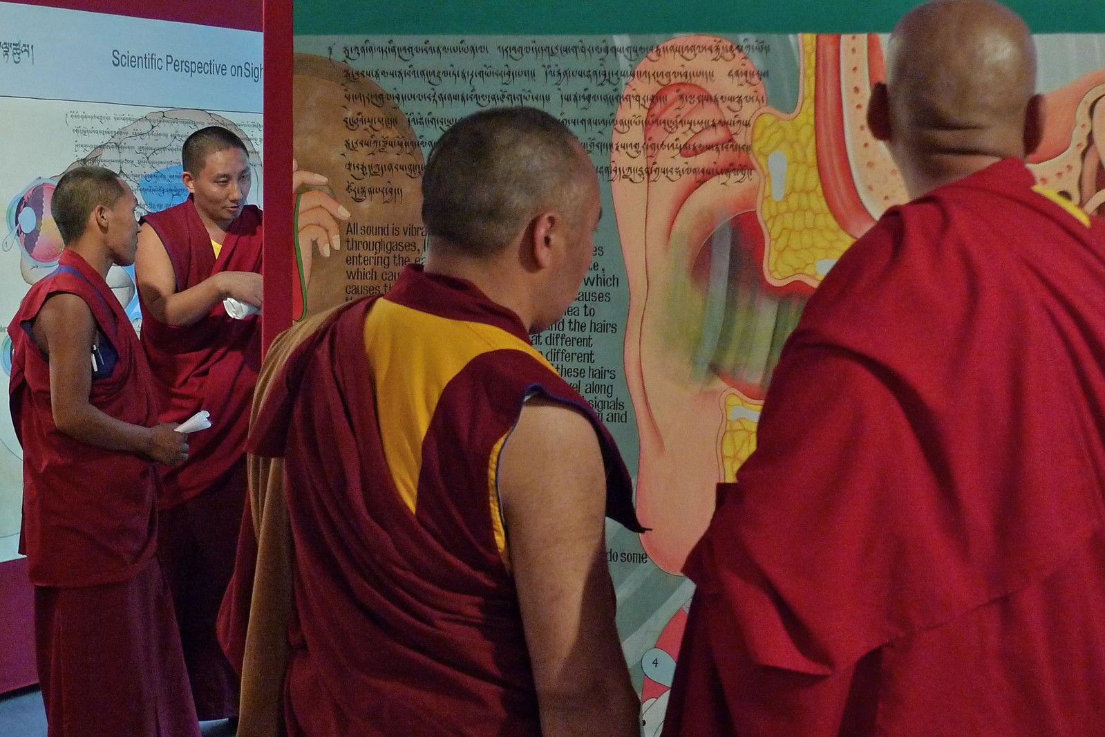 Four monks dressed in red and yellow view and discuss panels of the World of Your Senses exhibition, including one showing an enormous ear canal.