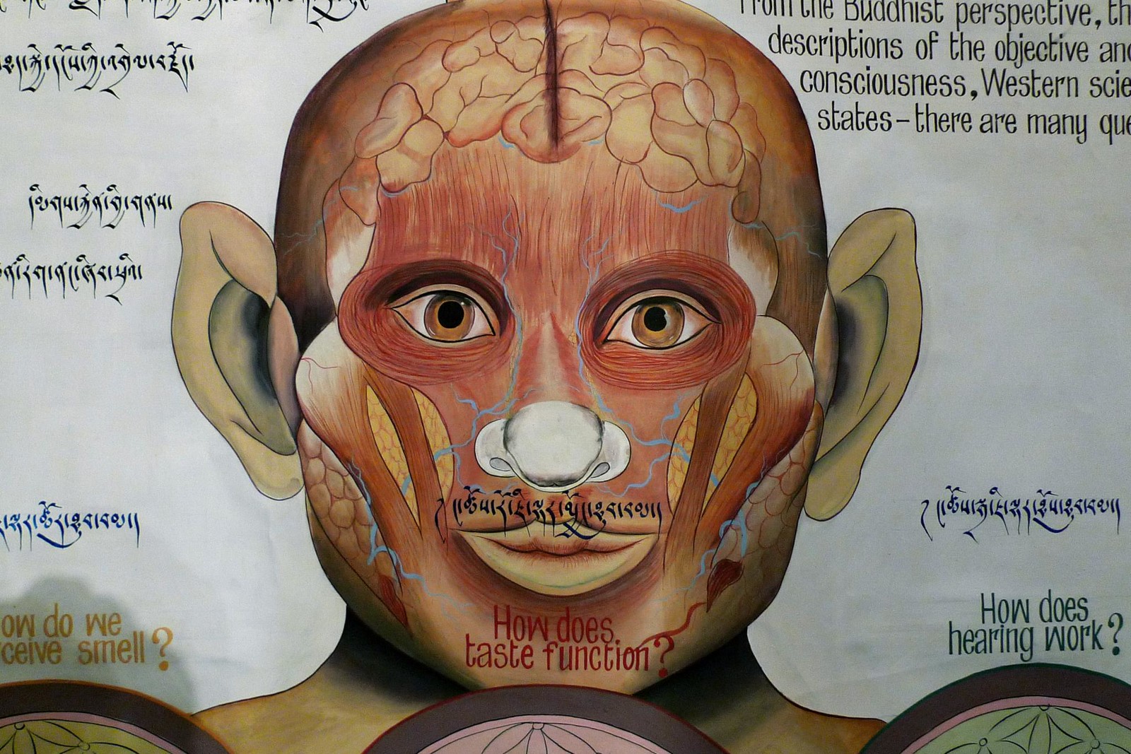 A finished panel from the exhibition of a human head without skin. Tibetan and english text is shown.
