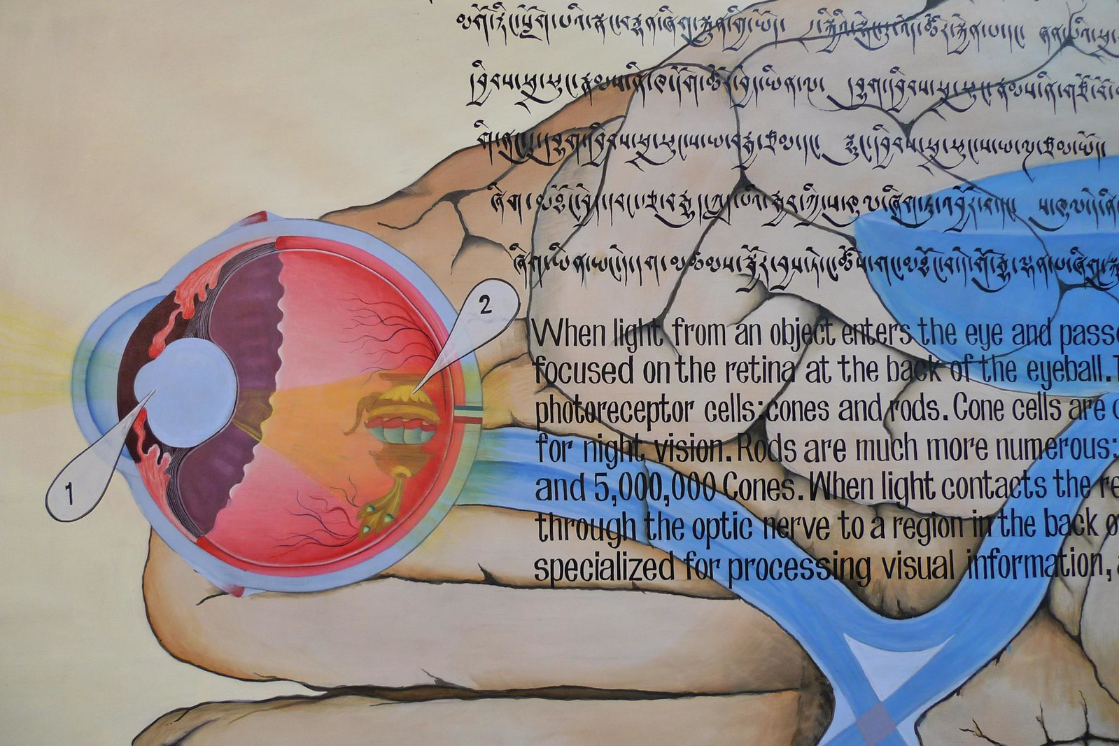 One panel of the World of Your Senses exhibition showing a a disected eyeball and brain, with tibetan and english text.