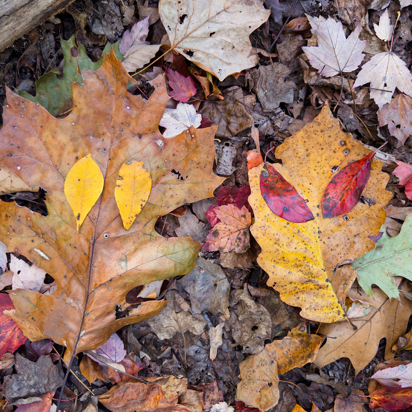 Overhead view of discarded leaf mask arrangement on forest floor with two bright yellow small leaves positioned as eyes on larger yellow and orange tulip poplar and sycamore leaves, surrounded by mixed autumn leaves including burgundy red, brown decayed, gray-white leaves, and patches of dark wet soil and twigs