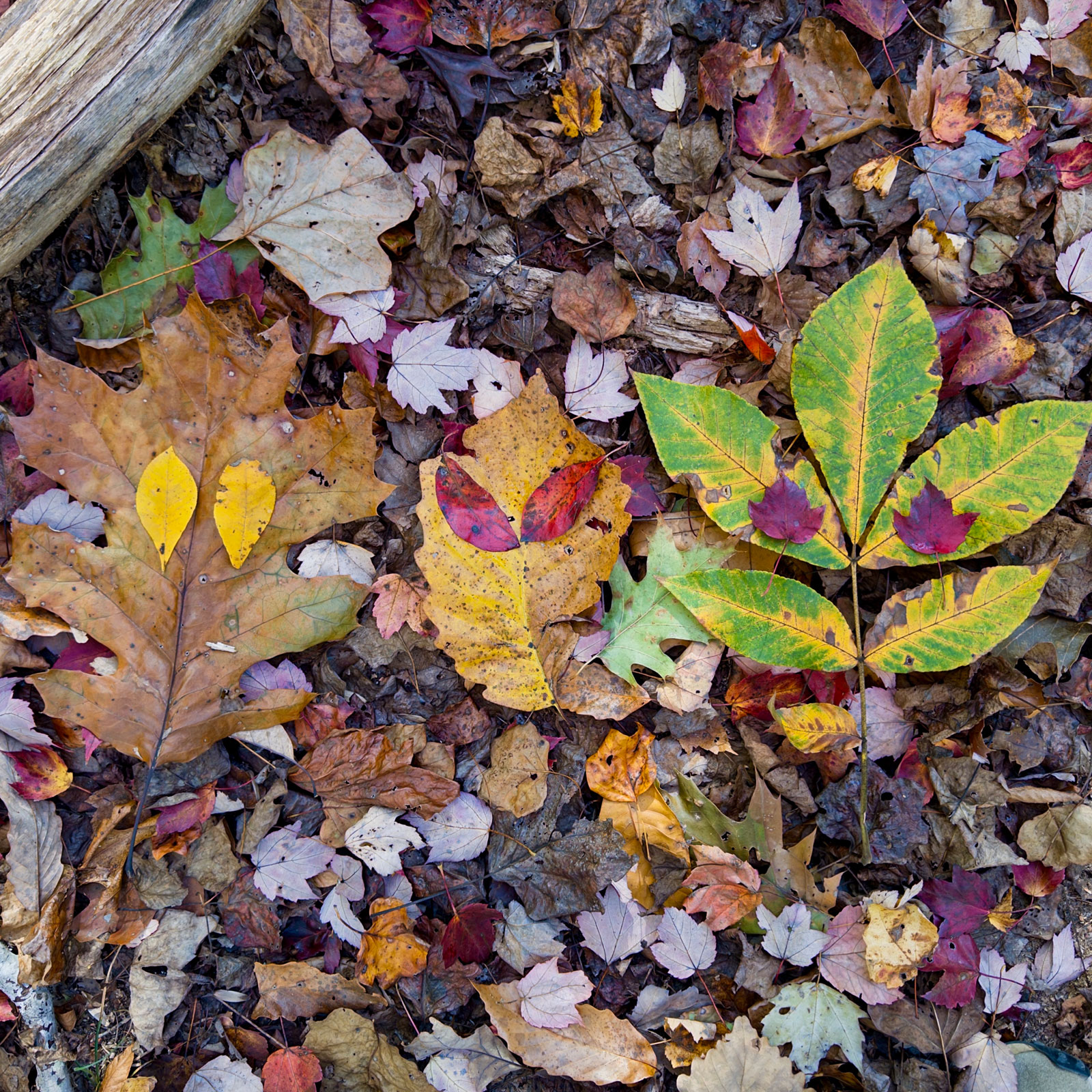 Leaf mask arrangement returned to forest floor with yellow leaves forming eye shapes among dense layer of decomposing leaves including large tan sycamore leaves on left, bright yellow tulip poplar leaves in center, green-yellow transitioning leaves on right, burgundy and orange leaves scattered throughout, piece of weathered wood visible in upper left corner