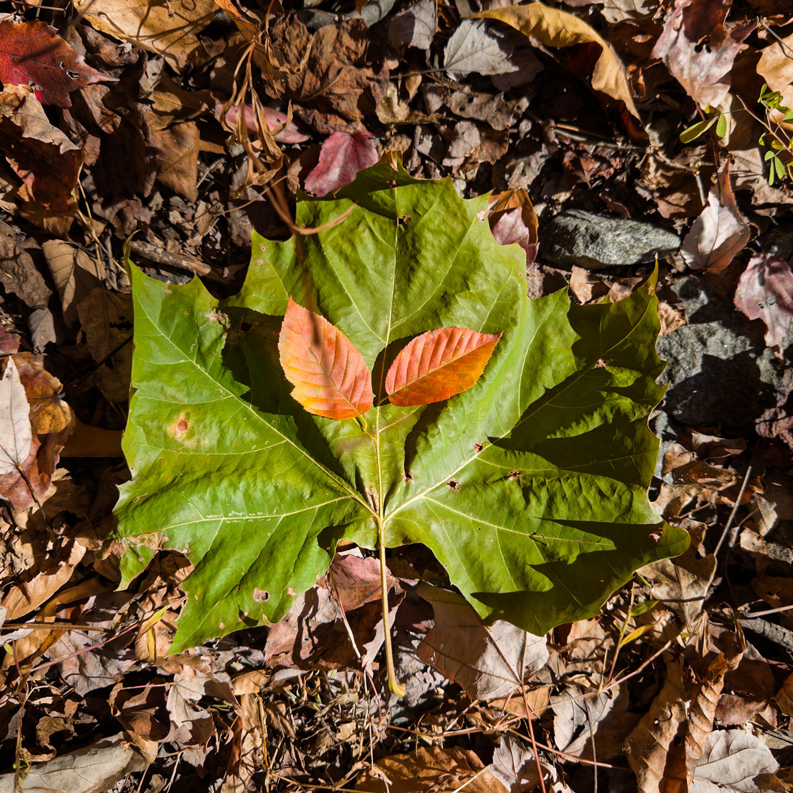 Leaf mask made from single large green tulip poplar leaf with two small orange leaves positioned in center creating eyes, lying flat on forest floor surrounded by brown and tan fallen leaves, bright sunlight illuminating the green mask, dark shadows from trees visible, rocks partially visible in background