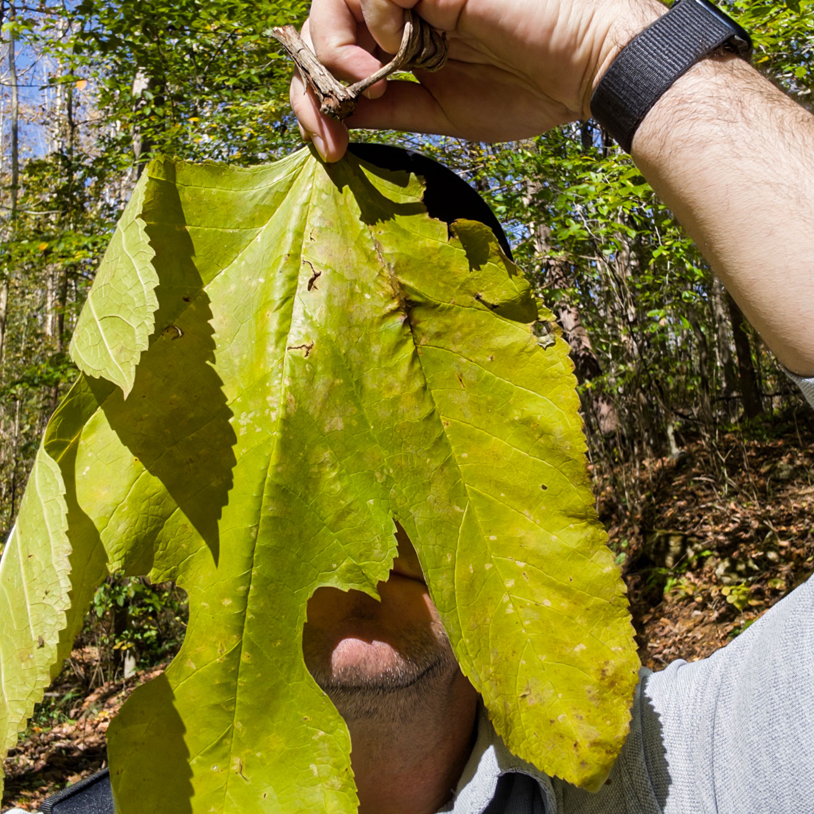 Person's arm extended from top right holding large bright chartreuse tulip poplar leaf by its stem in front of their face against blue sky, wearing black baseball cap and gray jacket, autumn forest with bare trees and brown leaf-covered ground in background
