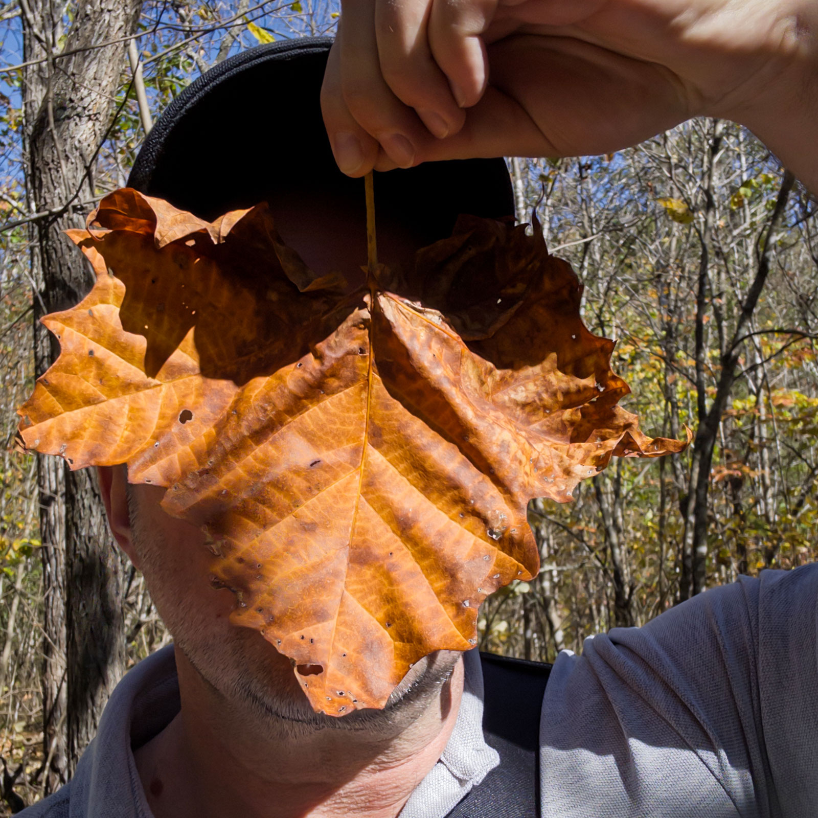 Selfie of person holding large orange-brown dried sycamore leaf completely covering their face, both hands gripping the leaf stem from above, wearing black cap and gray jacket, bright blue sky and bare forest trees in background