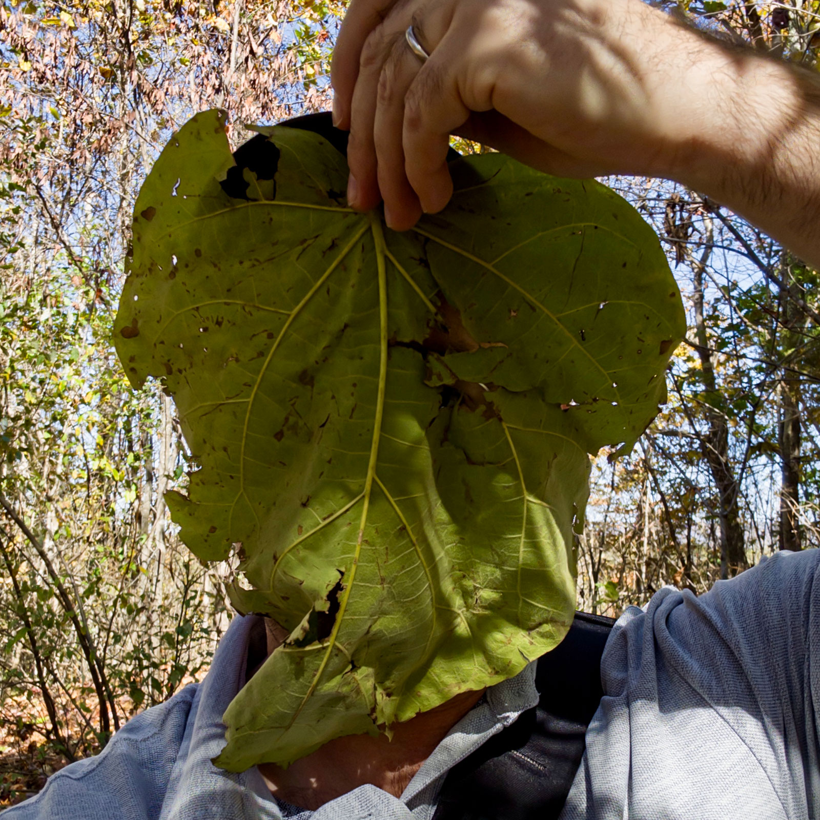 Person holding large yellow-green tulip poplar leaf with natural holes and decay spots covering face from below, hand visible at top holding leaf by stem, wearing gray jacket, autumn forest setting with bare trees in soft focus background