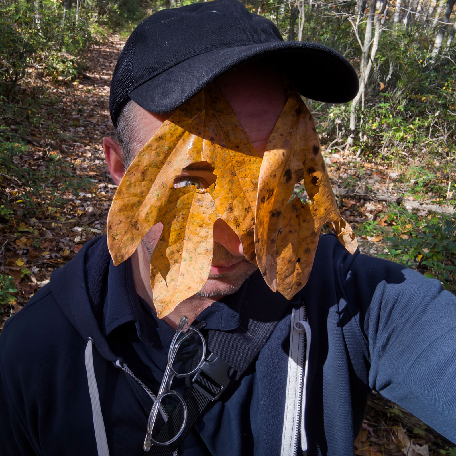 Selfie of person wearing black cap holding yellow-orange dried tulip poplar leaf with multiple torn holes and gaps against face, both eyes and nose visible through openings, wearing dark jacket with gray liner visible, autumn woods in soft focus behind