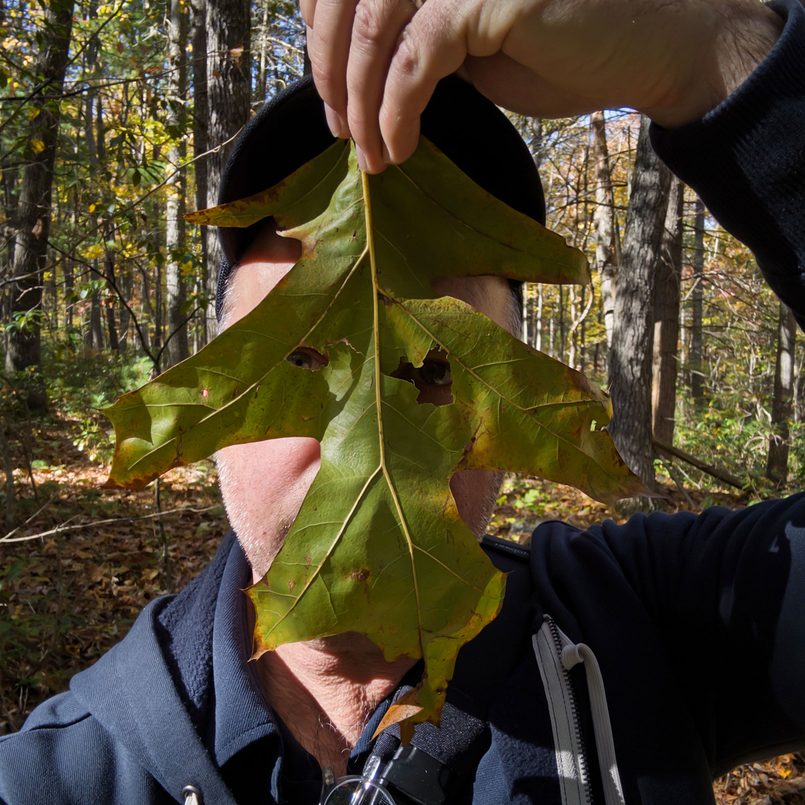 Person wearing black baseball cap holding large mostly green tulip poplar leaf with brown decay patches and several irregular holes against face, eyes, nose and mouth visible through openings, both hands gripping leaf, wearing dark jacket with gray collar, forest background