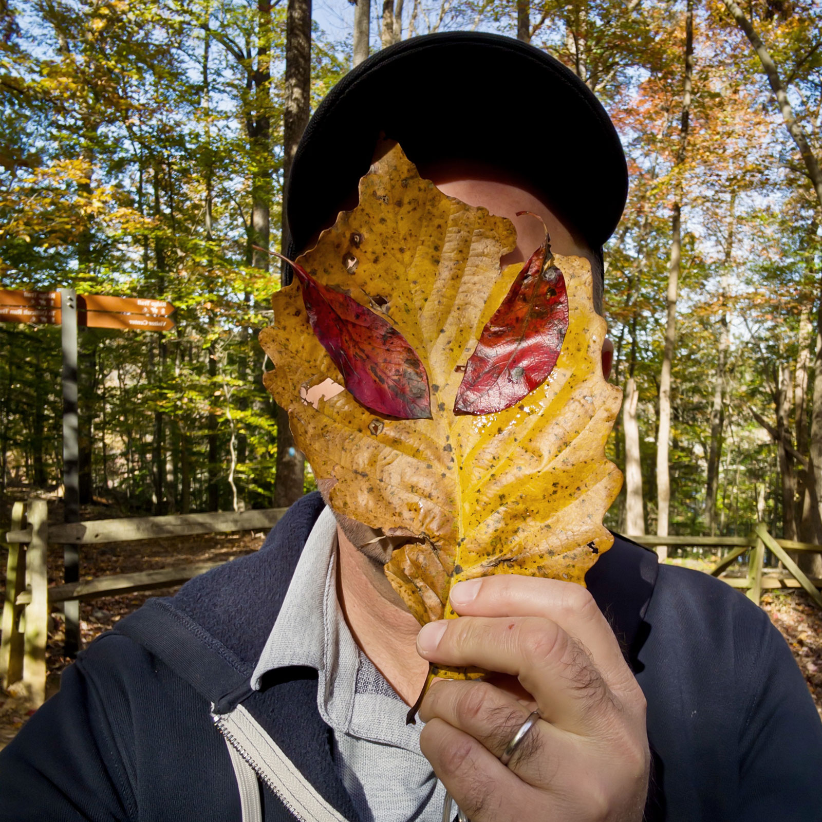 Person wearing black cap holding large yellow tulip poplar leaf with two smaller bright red-orange leaves attached in center creating eye-like forms, both hands gripping the leaf stem, wearing dark jacket, bright sunlit forest with thin tree trunks visible in background, park bench partially visible left side