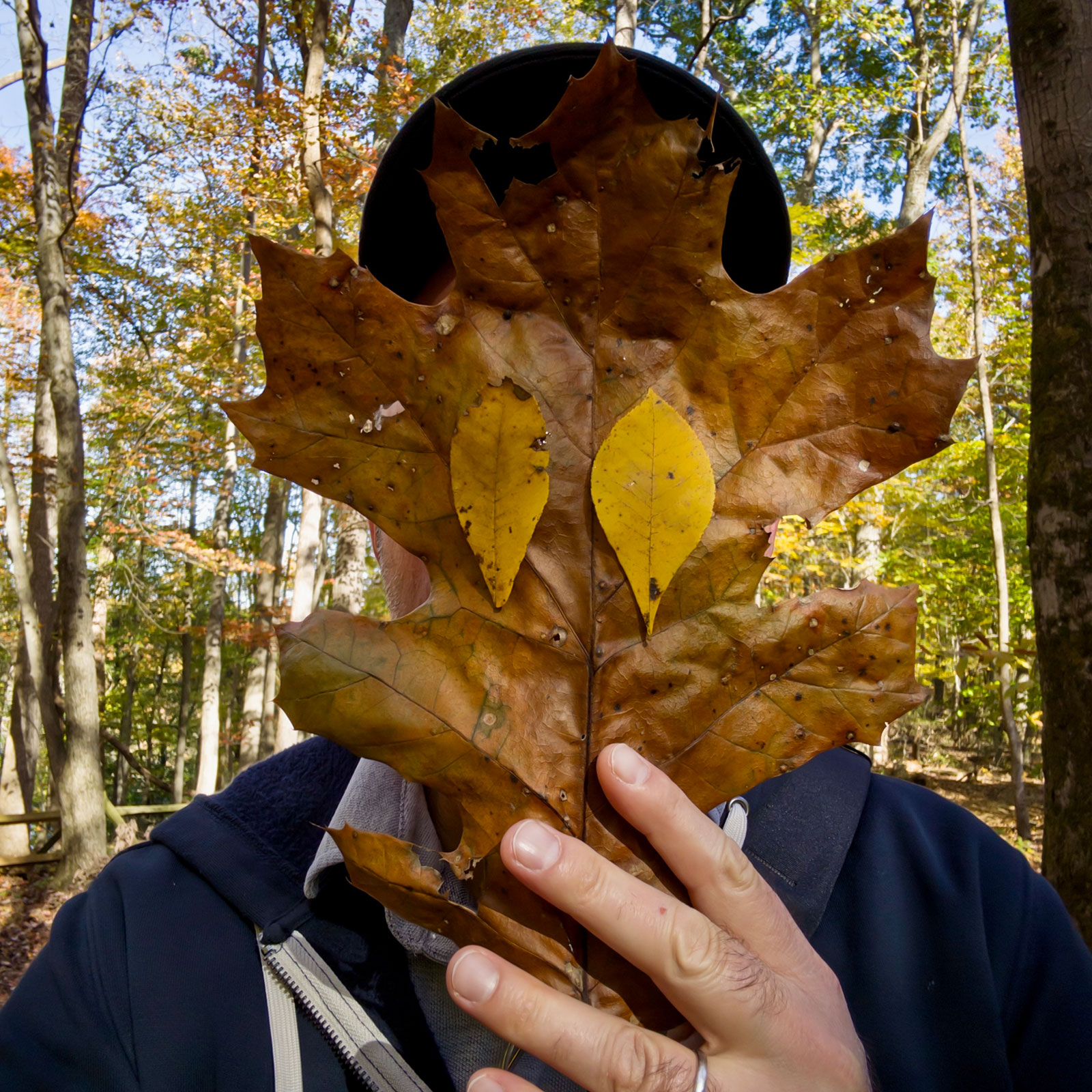 Close-up selfie of person wearing black baseball cap holding large bright yellow tulip poplar leaf with two deep red oval-shaped leaves positioned as eyes, right hand holding leaf stem, wearing navy jacket with gray liner, silver wedding ring visible on hand, sunlit autumn forest in background