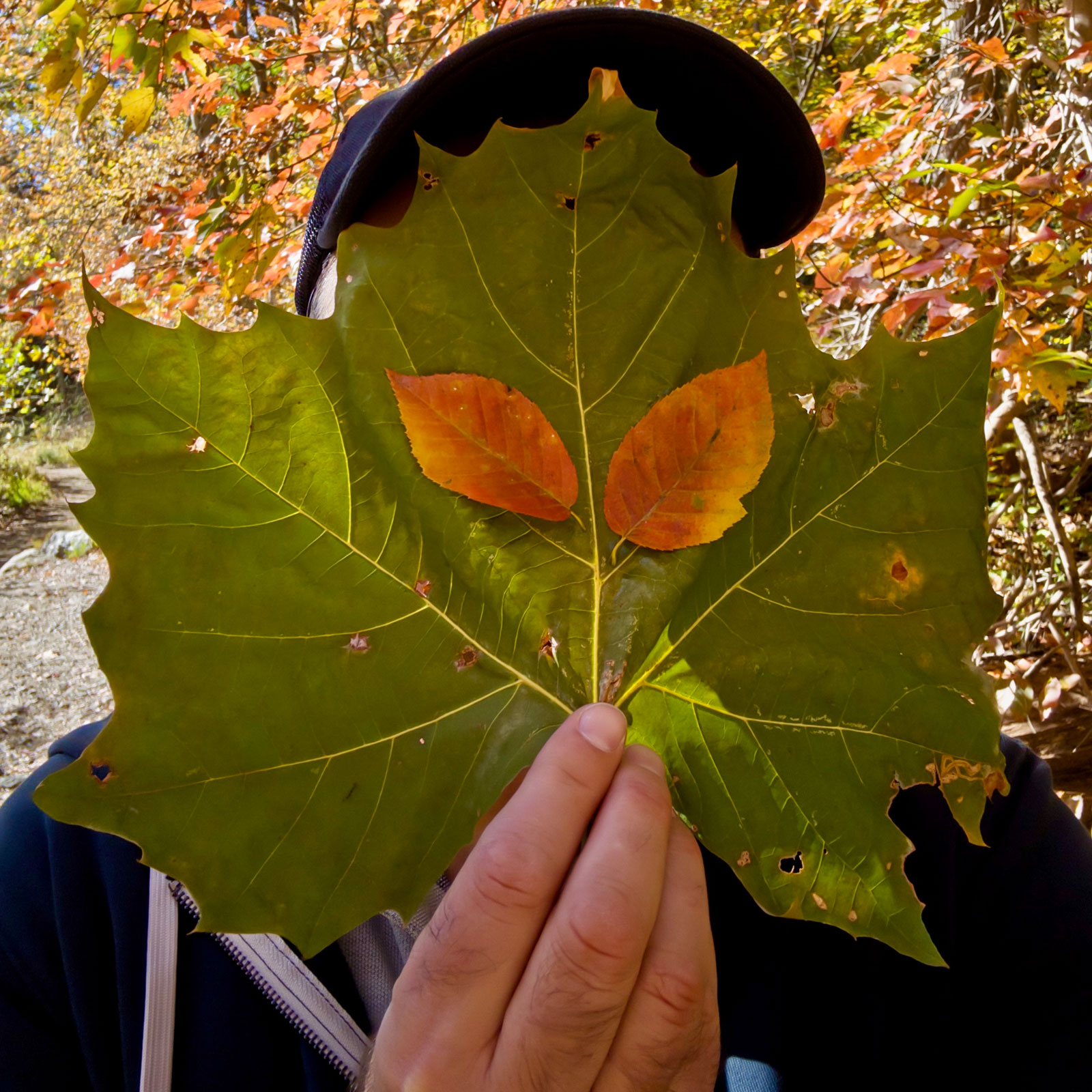 Selfie of person wearing black cap and navy jacket holding large green tulip poplar leaf with two bright orange leaves positioned in center creating eye shapes, right hand gripping leaf stem showing silver ring, bright backlit autumn trees with orange and yellow foliage in background